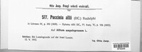 Puccinia allii image